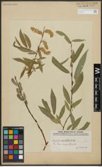 Foto von Salix acutifolia Willd.